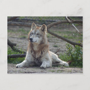 Postal Volves Gray Wolf Postcard