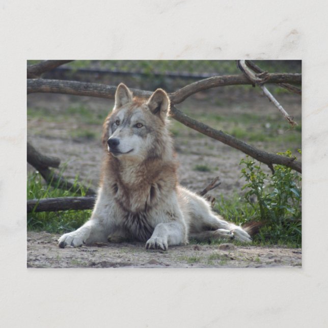 Postal Volves Gray Wolf Postcard (Anverso)
