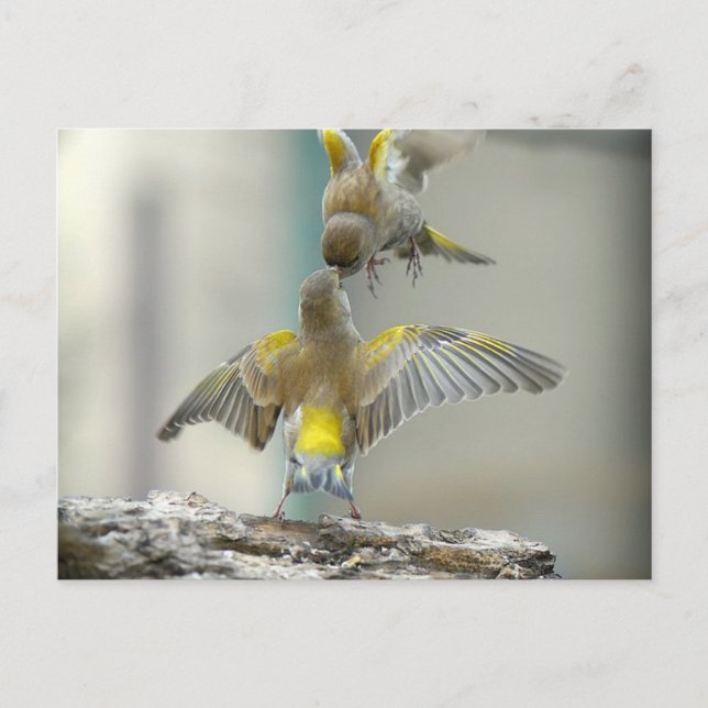 Postal vómitos (Anverso)