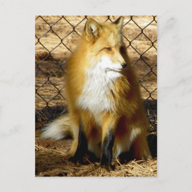 Postal "¡Voy a Elizabeth!" ...no, no ese Redd Foxx (Anverso)