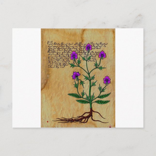 Postal Voynich Herboristeria Vintage RetroCharms (Anverso)