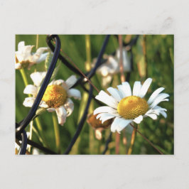 Postal Vrede achter het hek. In bloemen illustratief.