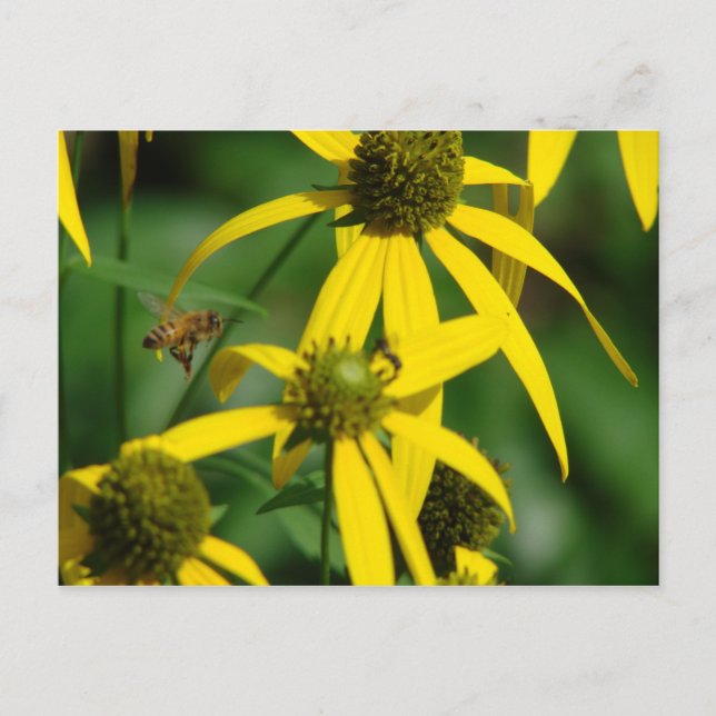 Postal Vuelo de la abeja (Anverso)