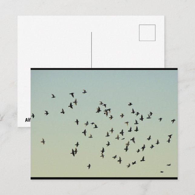Postal Vuelo de las palomas (Anverso / Reverso)