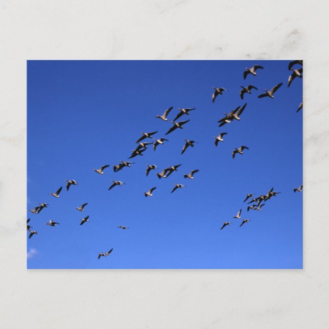 Postal Vuelo de los Geese salvajes - Postcard (Anverso)