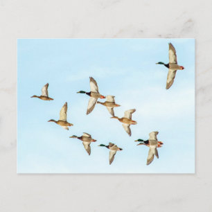 Postal Vuelo de Mallards