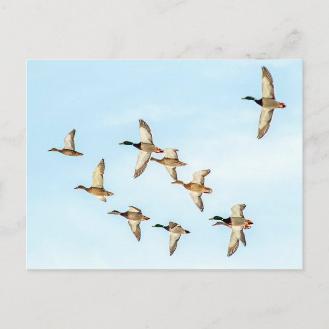 Postal Vuelo de Mallards (Anverso)