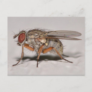 Postal Vuelo de Misuri.