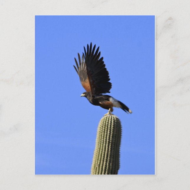 Postal Vuelo en Hawk de Harris (Anverso)