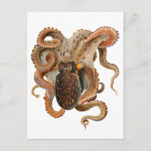 Postal Vulgaris octopus vintage, animales de la vida mari