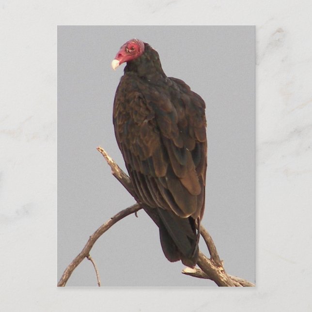 Postal Vulnerabilidad (Anverso)