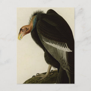 Postal Vultura californiana