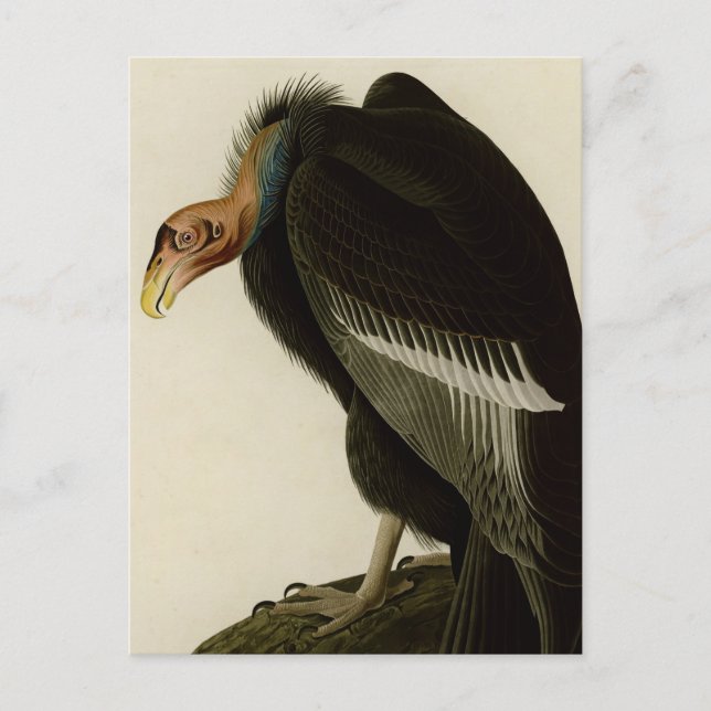 Postal Vultura californiana (Anverso)