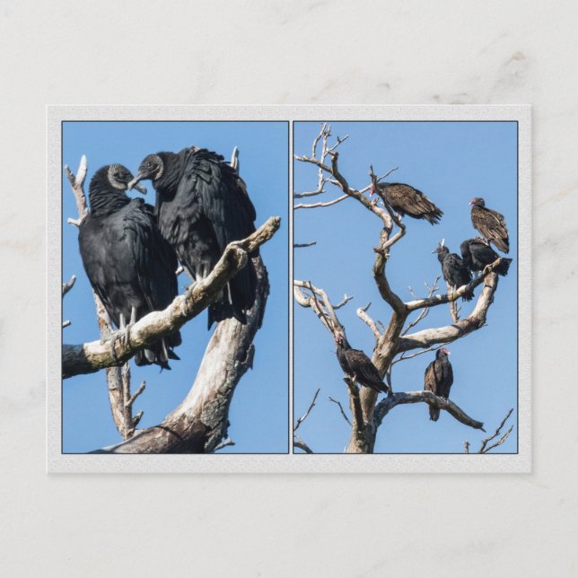 Postal Vultures (Anverso)