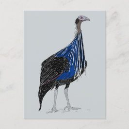 Postal Vulturine Guineafowl