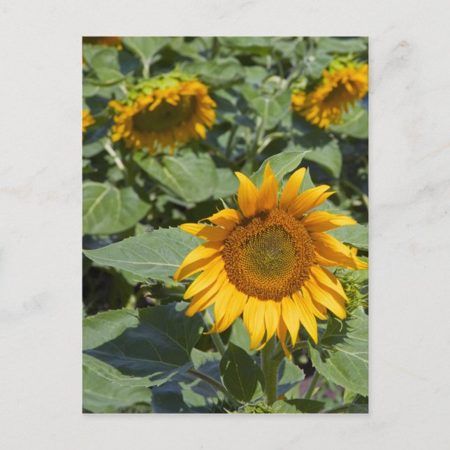 Postal WA, Condado de Kittitas, Campo Girasol (Anverso)