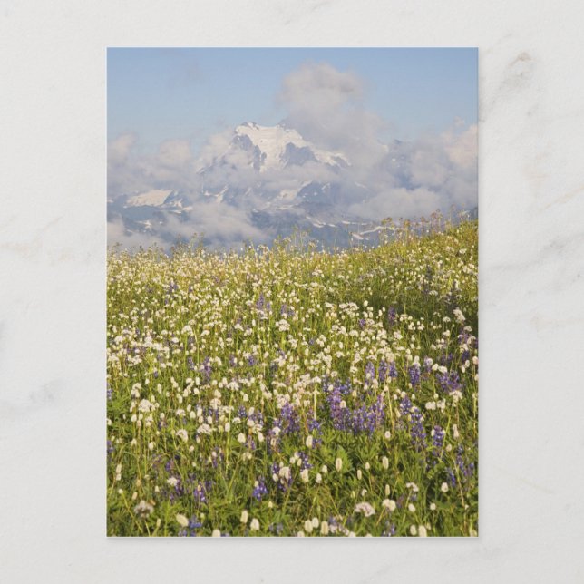 Postal WA, Mt. Baker Wilderness, el monte Shuksan y (Anverso)