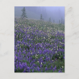 Postal WA, Parque Nacional Mt. Rainier, prado de Lupino y