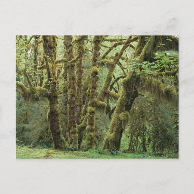 Postal WA, Parque Nacional Olympic, Bosque Lluvioso Hoh,  (Anverso)