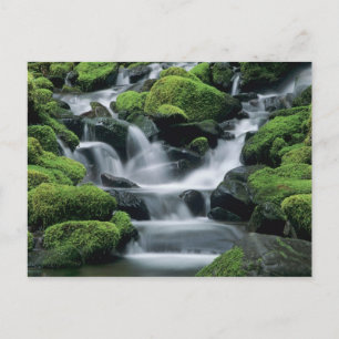Postal WA, Parque Nacional Olympic, Valle de Sol Duc, arr