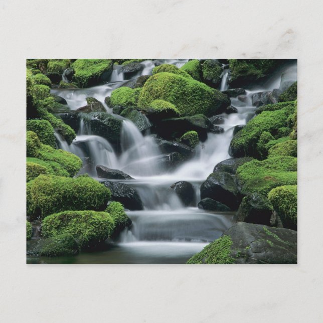 Postal WA, Parque Nacional Olympic, Valle de Sol Duc, arr (Anverso)