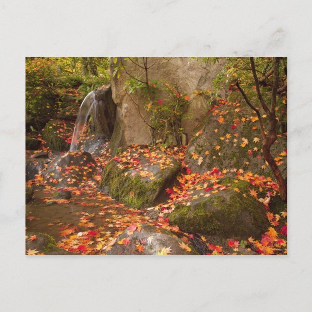 Postal WA, Seattle, Washington Park Arboretum, Japón (Anverso)