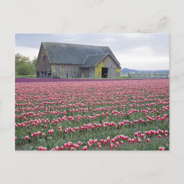 Postal WA, Skagit Valley, Tulip Field y Barn (Anverso)