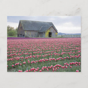 Postal WA, Valle de Skagit, Campo de Tulipanes y Granero