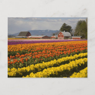 Postal WA, Valle de Skagit, Campos de tulipanes en flor, 