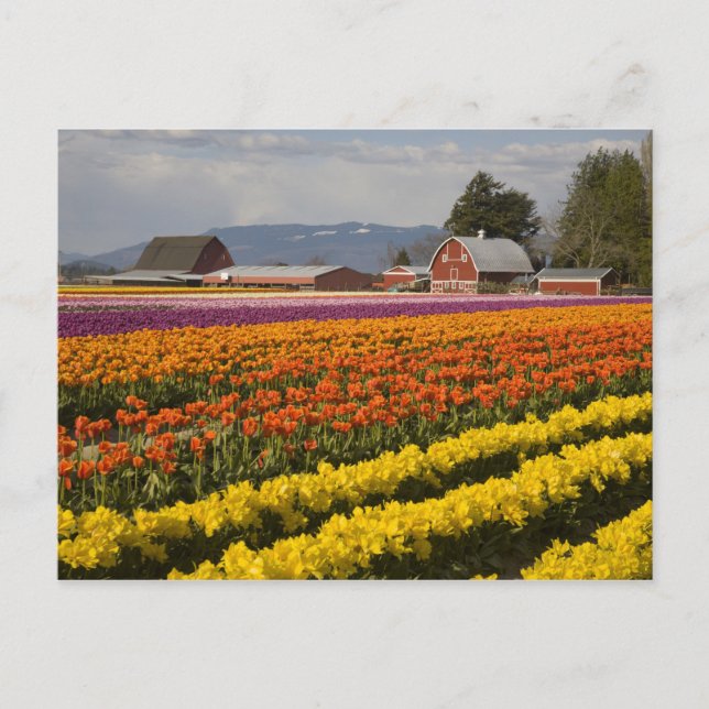 Postal WA, Valle de Skagit, Campos de tulipanes en flor,  (Anverso)