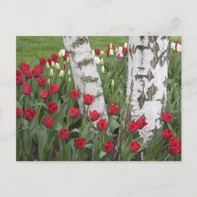 Postal WA, Valle de Skagit, Jardín de Tulipanes Roozengaa (Anverso)