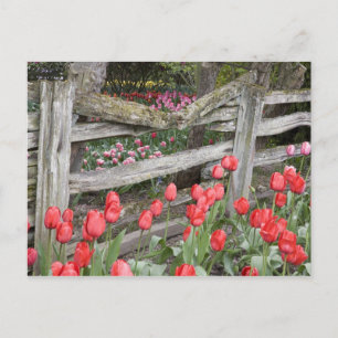 Postal WA, Valle de Skagit, Jardín de tulipanes Roozengaa