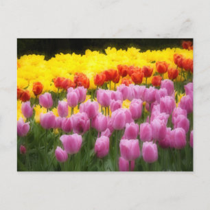 Postal WA, Valle de Skagit, Jardín de Tulipanes Roozengaa