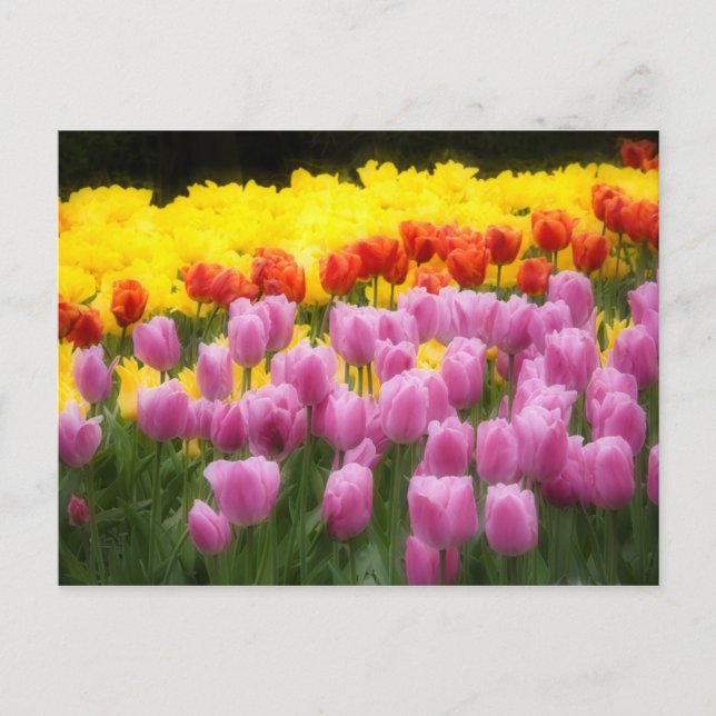 Postal WA, Valle de Skagit, Jardín de Tulipanes Roozengaa (Anverso)