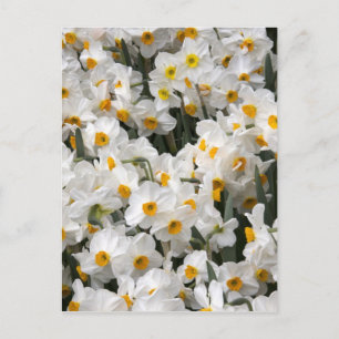 Postal WA, Valle de Skagit, patrón de narcisos