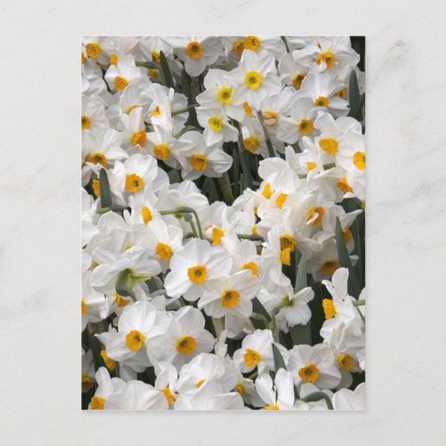 Postal WA, Valle de Skagit, patrón de narcisos (Anverso)