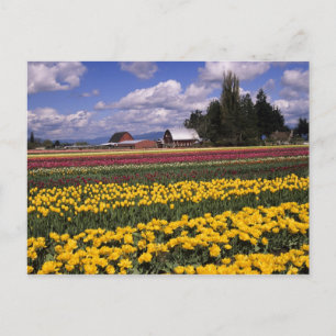 Postal WA, Valle de Skagit, Tulipán del Valle de Skagit