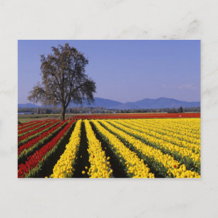 Postal WA, Valle de Skagit, Tulipán del Valle de Skagit 2