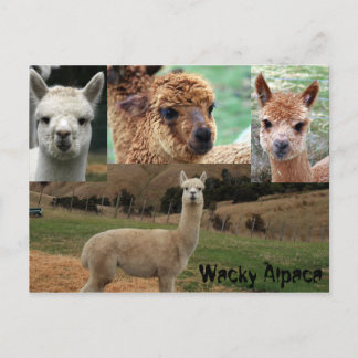 Postal Wacky Alpaca
