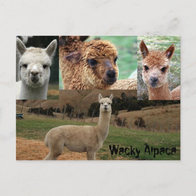 Postal Wacky Alpaca (Anverso)