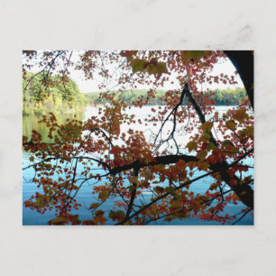 Postal Walden Pond a través de hojas de otoño