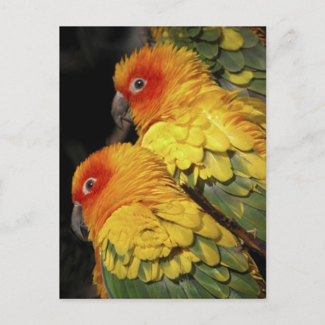 Postal Walk on the Wild Side - Pair of Parrots (Anverso)
