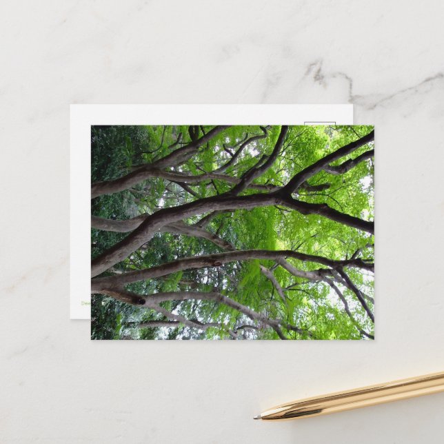 Postal Walking endlessly through the deep forest. (Anverso/Reverso In Situ)