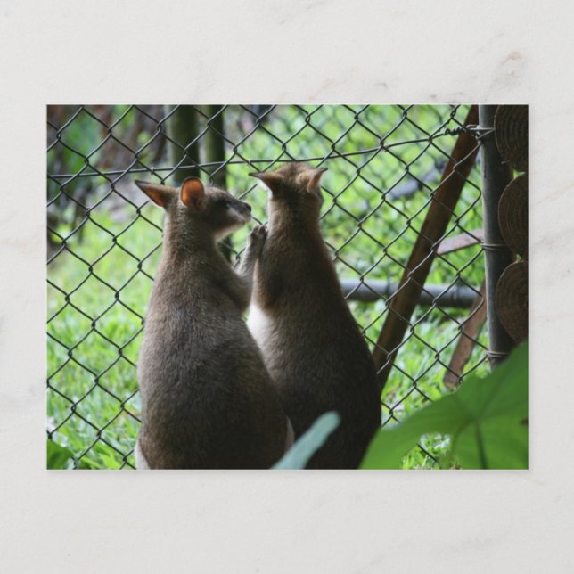 Postal Wallabies (Anverso)