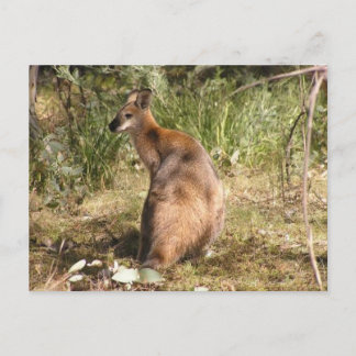 Postal Wallaby