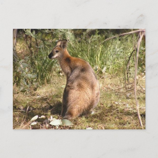Postal Wallaby (Anverso)