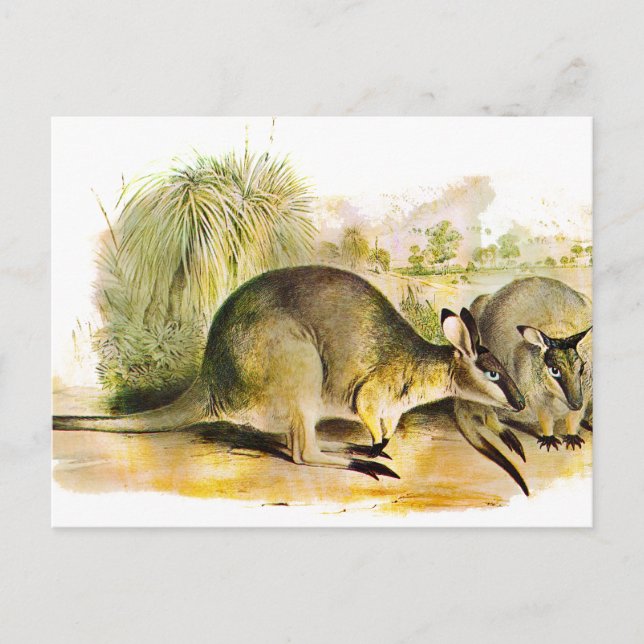 Postal Wallaby (Anverso)
