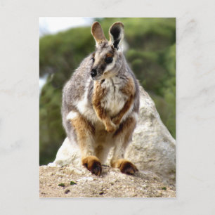 Postal Wallaby