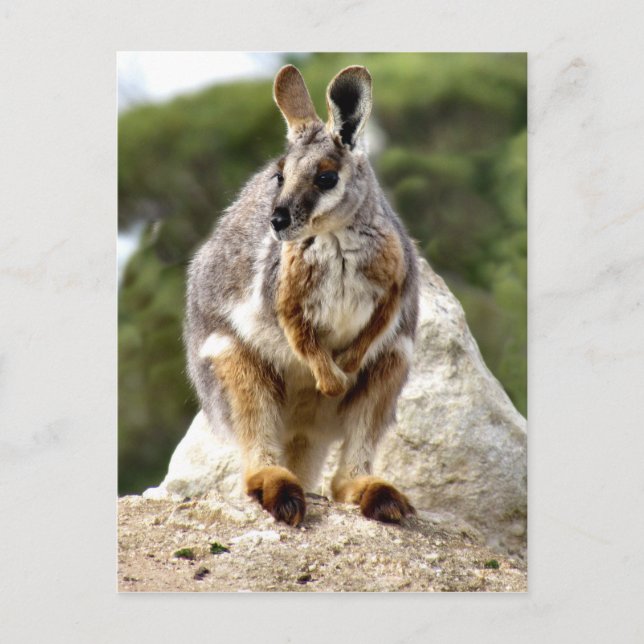 Postal Wallaby (Anverso)