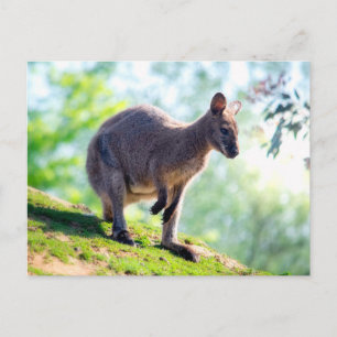 Postal Wallaby